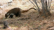 PICTURES/Whipple Observatory Tour/t_Coati7.JPG
